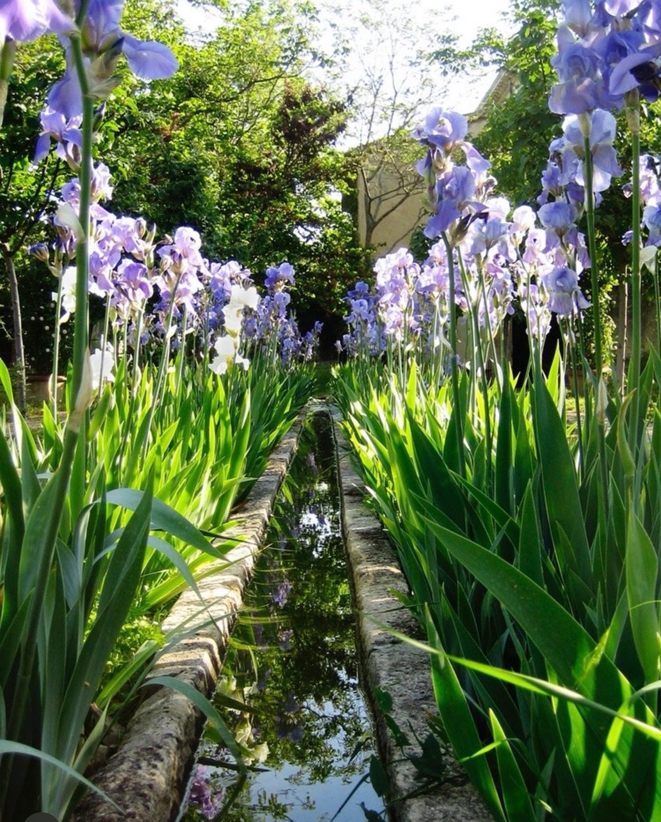 Garden path lined with irises